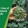 Explore the Pros and Cons of Regular and Feminized Cannabis Seeds