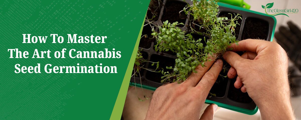 How To Master The Art of Cannabis Seed Germination