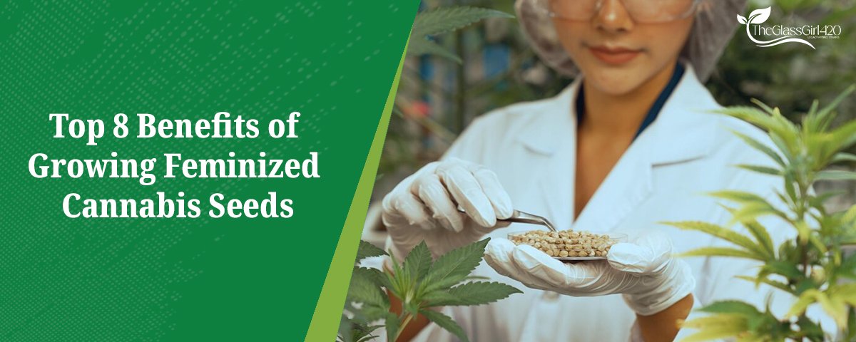 Top 8 Benefits of growing Feminized Cannabis Seeds